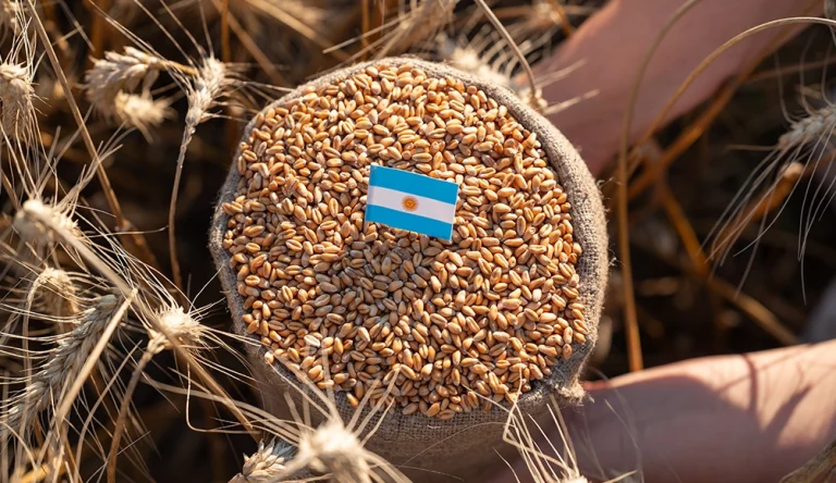trigocotasargentina